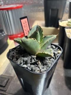 あき様専用のサムネイル