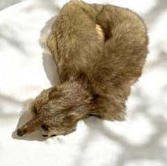 本物毛皮 フォクスリアルファー ブラウン 顔つき高級 キツネ マフラー