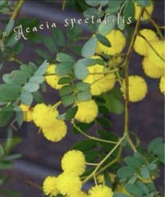 ✨Spectabilis 