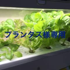 プランタス様専用★のサムネイル