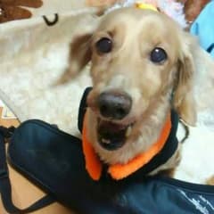 mk 様専用　犬の首輪♪のサムネイル