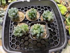ハオルチア　オブツーサ　斑入り　5株のサムネイル