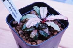 Bucephalandra ブセファランドラ sp. ピンクバリエガータ 水上葉