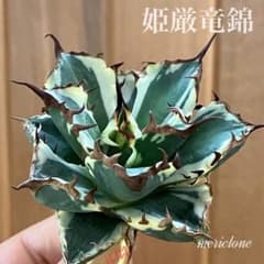 確認用　週末オークション　③子株2つ付き　アガべ　姫厳竜錦　覆輪斑　TC 週末オークション】長棘 子株2株付き アガベ 姫厳竜錦 覆輪斑 TC 永久