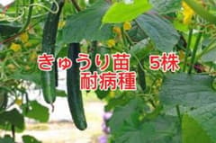 きゅうり苗 5株　耐病種のサムネイル