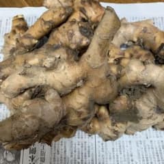 激安　生姜　大きい塊3〜4個　約1.5キロ　売り切りのサムネイル