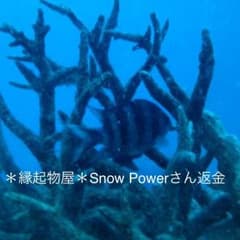 ＊縁起物屋＊Snow Powerさん 専用のサムネイル