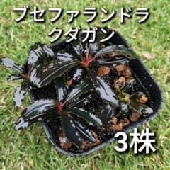 専用ゆうゆうメルカリ便ブセファランドラ クダガン 約３０株くらい ブセファランドラ クダガン 3株セット - メルカリ