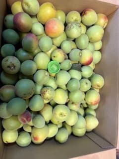 福井県産　紅さし　梅　約8kg 新鮮 青梅 訳あり　サイズ不揃い　紅映　残り2のサムネイル