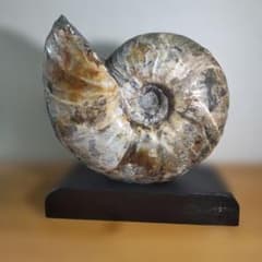 珍品 北海道産 美模様 アンモナイト化石 黒色台座付き 北海道アンモナイト 化石、大型化代表種の 台座付き置物 1点（直径