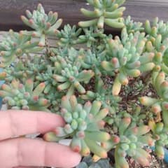 専用ですのサムネイル