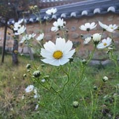 りん様専用のサムネイル