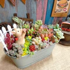 ブタさん多肉のブヒっと寄せ**そのまま飾れる多肉植物の寄せ植え** 3