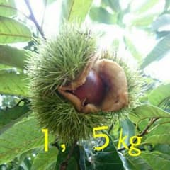 ◎無農薬◎おじいちゃんから受け継いだ栗 o(^o^)o  1,５㎏のサムネイル