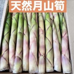 ❤️毎年大人気❣️ 天然 月山筍 箱込み約1キロ 根曲がり竹 姫竹 山菜