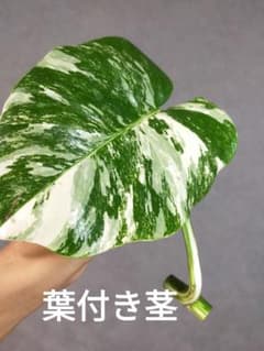 G9】斑入りモンステラ ホワイトタイガー カット茎 成長点1つ - メルカリ