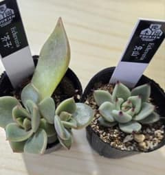 芥子 先山 優木園さん苗 葉挿し クローン 多肉植物 - メルカリ