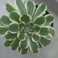 アエオニウム多肉植物札落ち抜き苗約15cm - メルカリ
