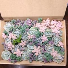 多肉植物カット苗ラブリーローズ詰め合わせのサムネイル
