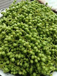☆ さんしょの実 200g 強 ☆のサムネイル