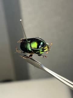 【食用糞虫】レックウザのようなカブトエンマコガネ 標本フンチュウ糞虫甲虫カミキリ 食用糞虫】レックウザのようなカブトエンマコガネ 標本フンチュウ糞虫