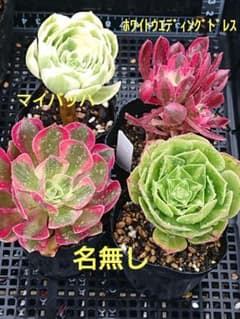 ☆多肉植物☆マイバッハ&ホワイトウエディングドレスミニ群生&名無し