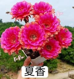 93-夏香自根苗 新品種花サボテン エキノプシス属 花10−12cm 蕾あり