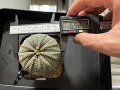 ユーフォルビアオベサ　No.7 雄株　6.52cmのサムネイル