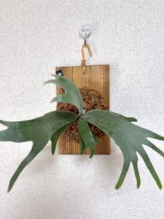 ビカクシダ P.Willinckii '月光爪蛙' OC 子株のサムネイル
