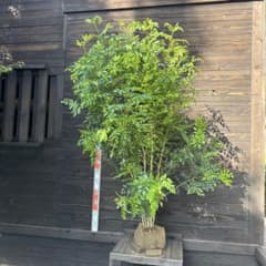シマトネリコ/大株立ち【現品発送】管理70689 - メルカリ