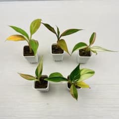 MS420 5株セット Variegated ムサ ノノ ピンク斑入り - メルカリ
