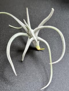 チランジア　sp. メキシコ　Tillandsia チランジア sp. Mexico Tillandsia - メルカリ