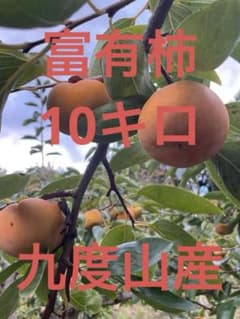 和歌山県九度山産富有柿10キロご家庭用のサムネイル