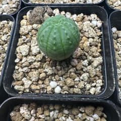 ユーフォルビア オベサ 多肉植物のサムネイル