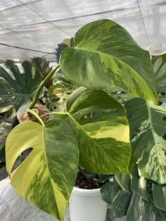 A1 モンステラ ボルギシアナ オーレア 黄斑入り 健康カット苗 - メルカリ