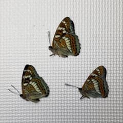蝶標本 北海道産オオイチモンジ♂3頭 三角紙標本 A品 - メルカリ