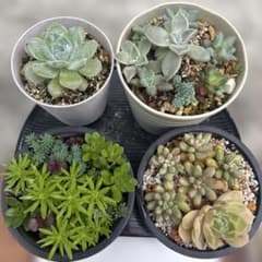 多肉植物 エケベリアセダム 抜き苗セット - メルカリ