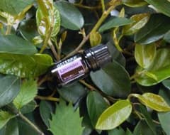 ❗️CP発送 誤開封 未使用 最安】ドテラ ラベンダー 5ml 期限28年1月