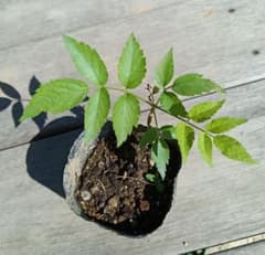 トゲ無しタラの木のサムネイル