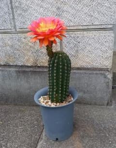 現品】花サボテン - メルカリ