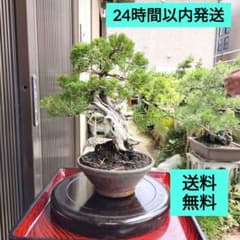 創作盆栽（たぬき）盆栽 糸魚川真柏 舎利幹 鉢ごと発送 送料無料