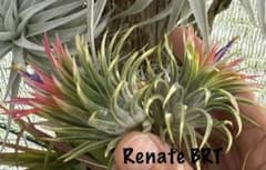 Tillandsia Renate 速達発送 Tillandsia Renate (BRT) 速達発送 - メルカリ