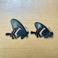 蝶標本 北海道産ミヤマカラスアゲハ春型♀2頭 飼育品 A品 三角紙標本