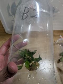 アヌビアス系SP 水草 B2のサムネイル