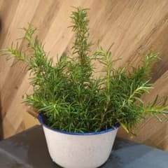 自家栽培ローズマリー⭐︎ 農薬：栽培期間中不使用⭐︎ 無農薬 自家栽培 ローズマリー - メルカリ