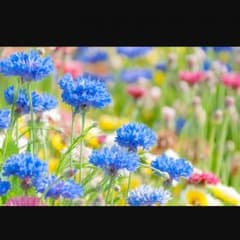 ☆のり様 専用☆のサムネイル
