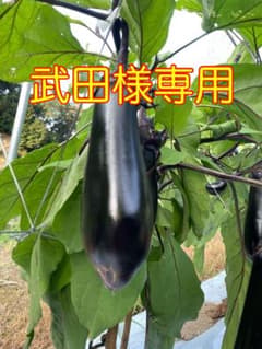 【武田様専用】美味しいなす　10kgのサムネイル