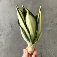 S10761☆オークション販売☆ サンスベリア サムアイタワー 極上斑入り