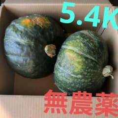 홋카이도 오호츠크산 새우 호박 쿠에구리 호박 2개 세트 5.4kg 가정 채소밭