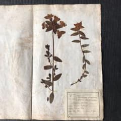フランス アンティーク 植物標本 押し花 ラベル ① - メルカリ